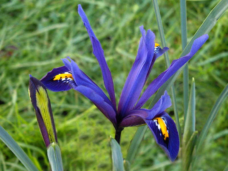 Iris reticulata en fleurs sur des pentes rocailleuses des montagnes du Caucase